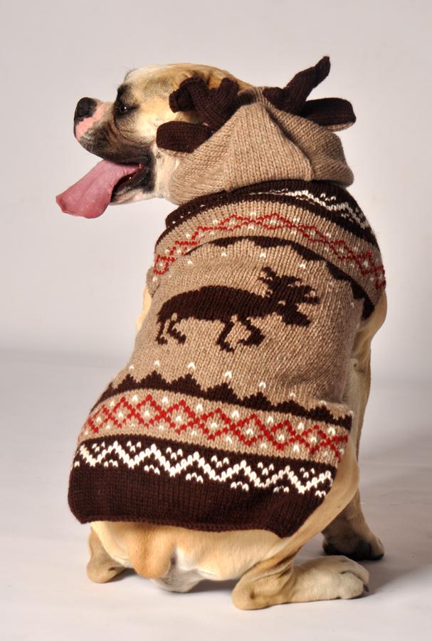 Moosey Hoodie Chilly Dog Sweaters