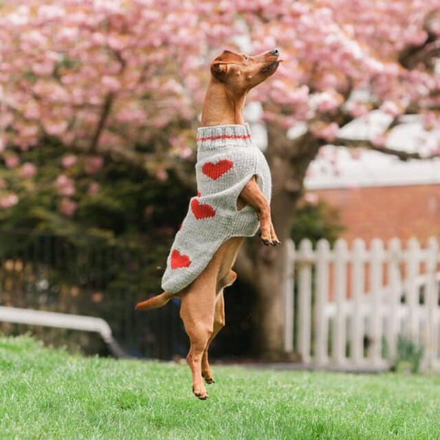 Should Dogs Wear Sweaters