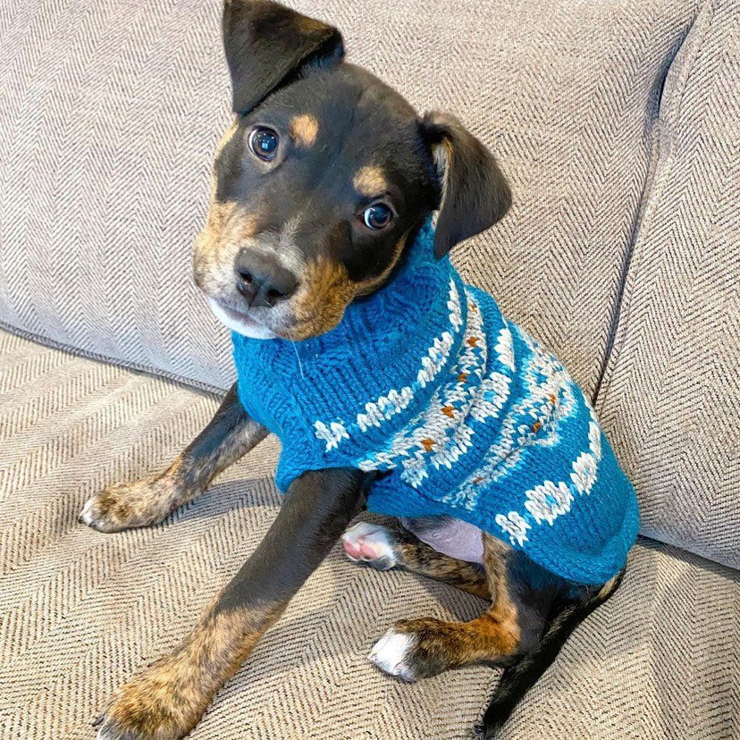 Puppy tilting head in blue dog sweater