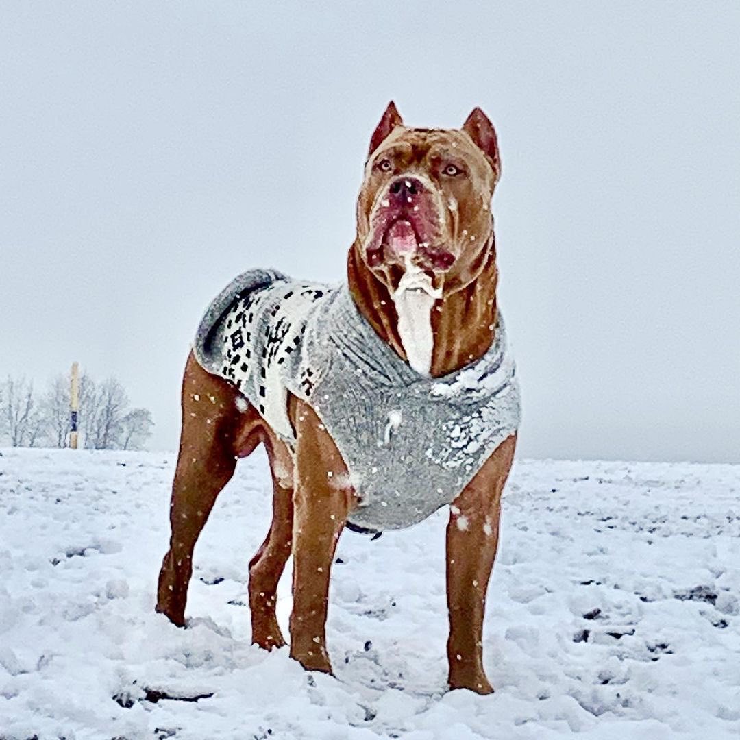 mastiff in the snow wearing grey wool dog sweater