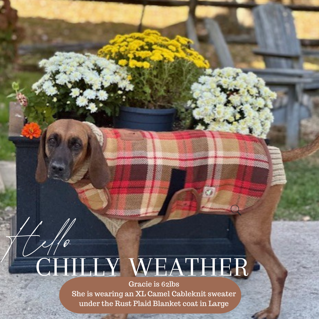 red hound in camel dog sweater and rust plaid dog coat on top in from of potted mums