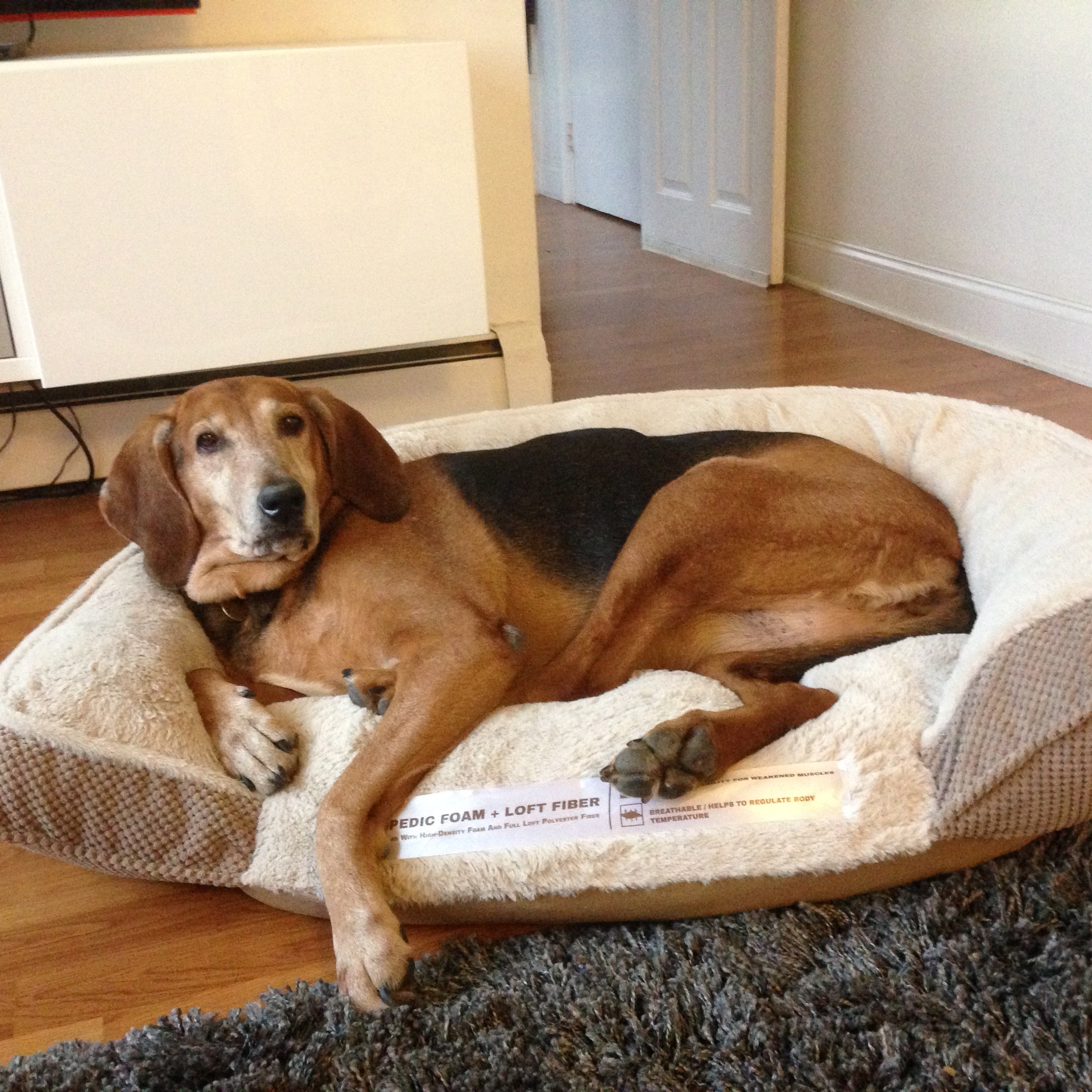 Do Hound Dogs Make Good Pets? Here's What Every Future Owner Should Know!