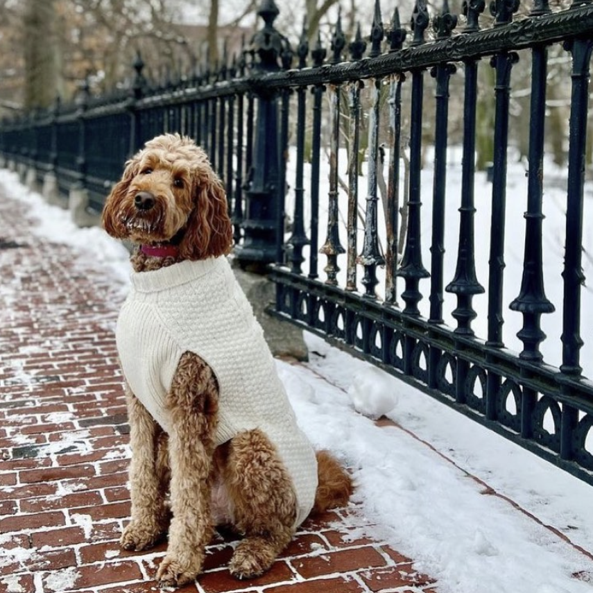 how to dress dog for winter should I my winter? styleattribute-midi dresses Brown Wedding Guest Dresses Size:Child 11