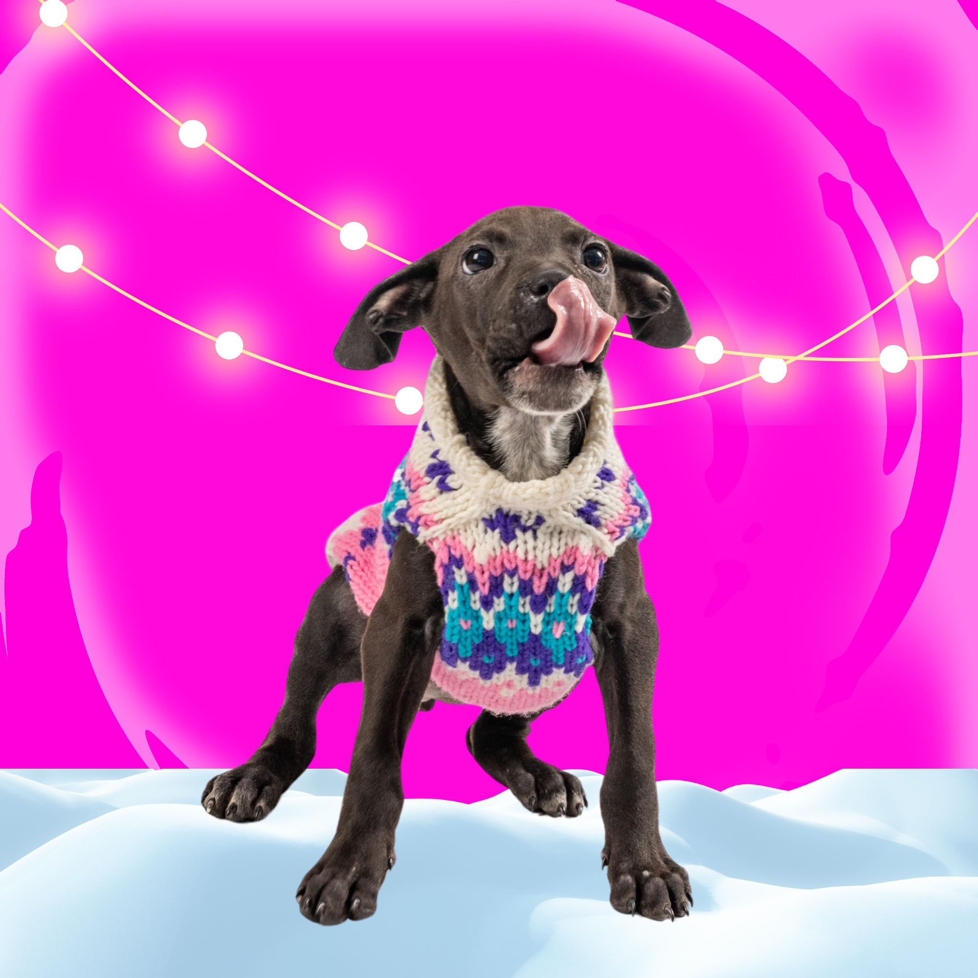 Should dogs wear coats or sweaters in the winter portrait with hanging lights