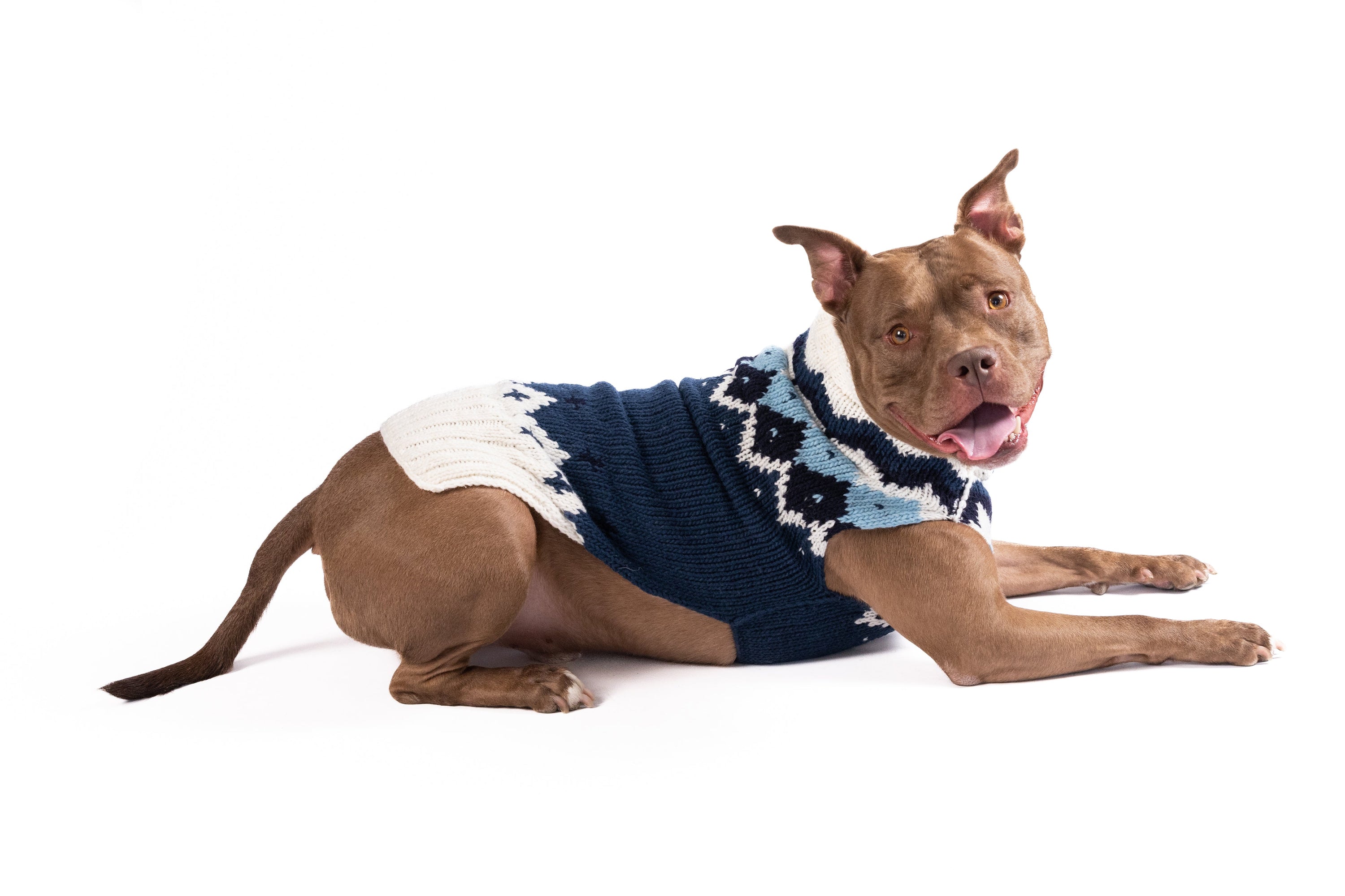 Pitbull wearing blue fair isle dog sweater 