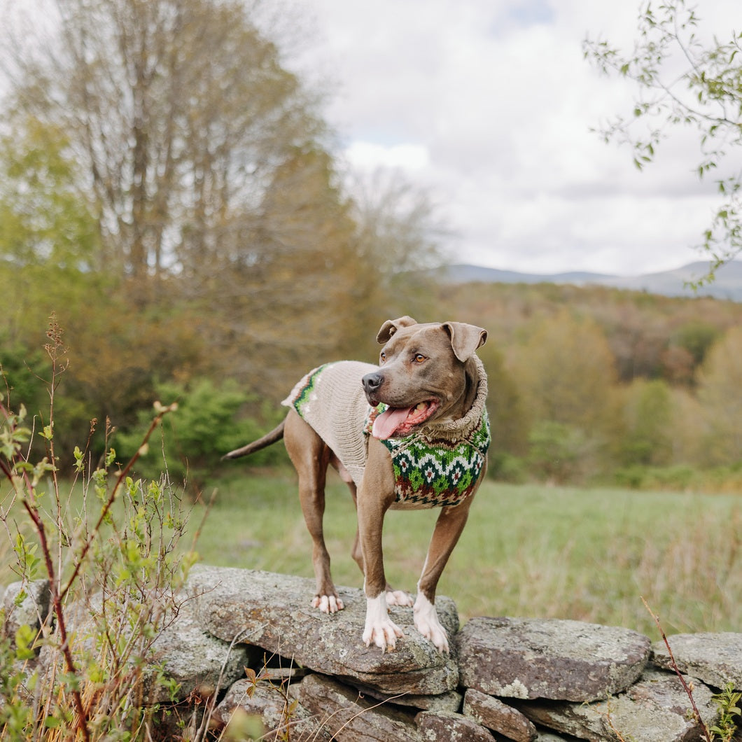 Finding the best dog sweaters for pit bulls