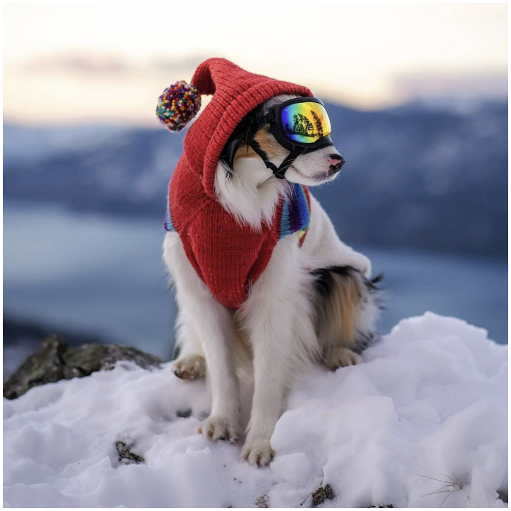 Collie wearing hooded dog sweater and googles on a snowy mountain