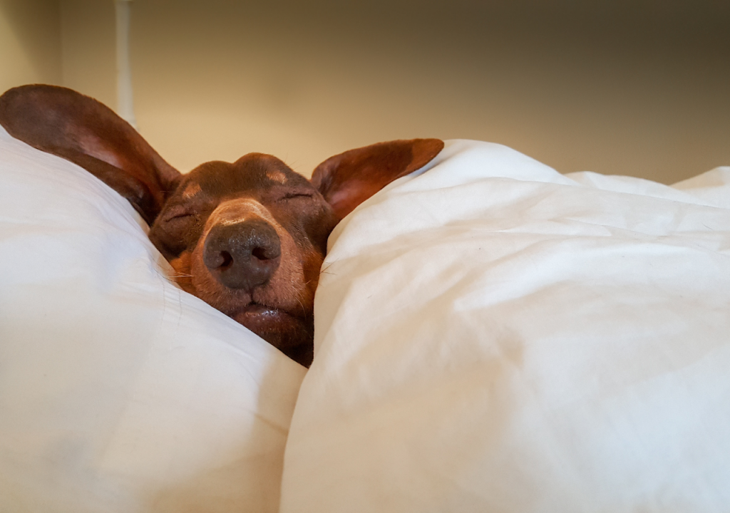 Why Do Dogs Love to Burrow? The Surprising Instinct Behind the Behavior