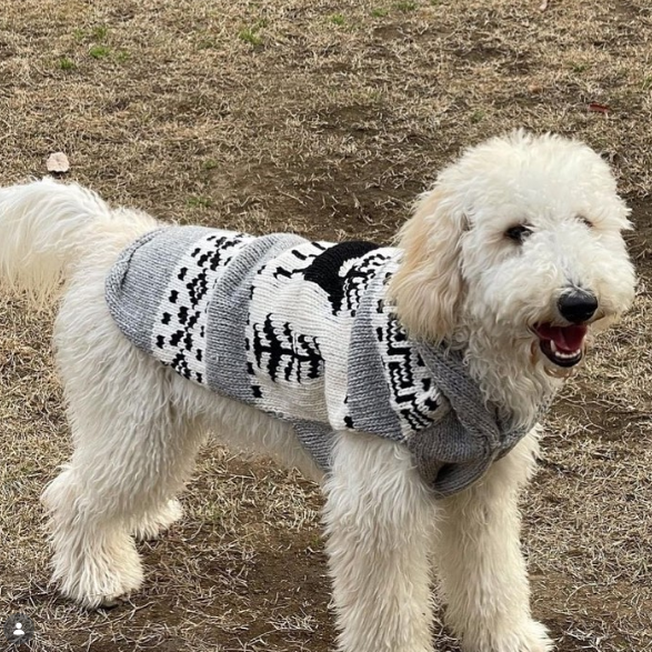 white doodle wearing a wool grey dog sweater with a black deer on the dirt