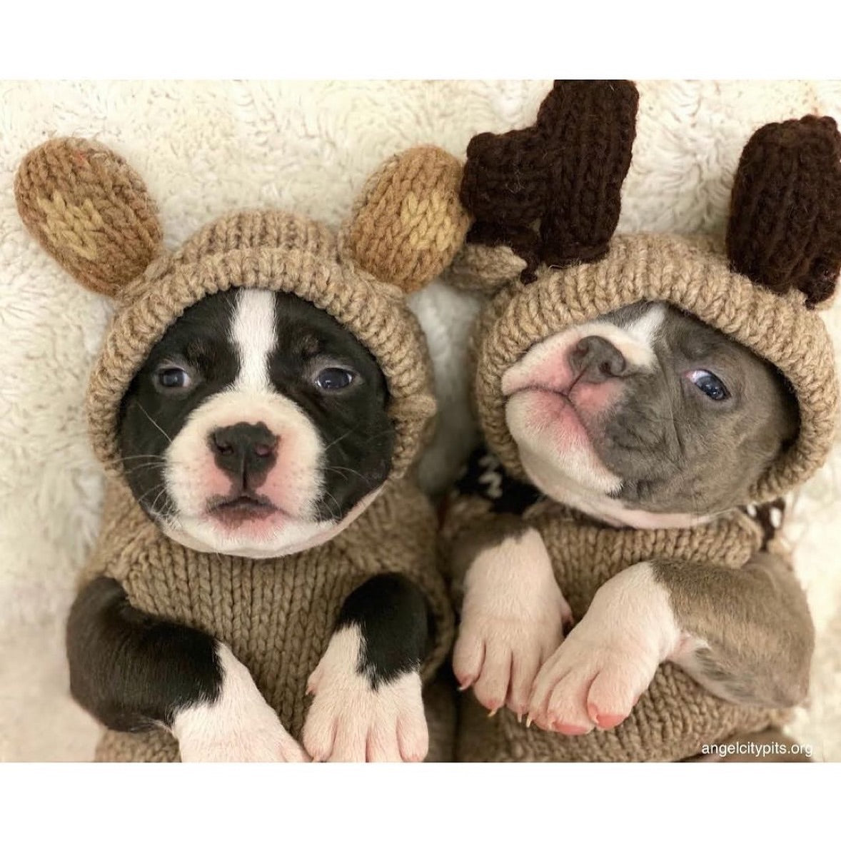Do Dog Sweaters Actually Keep Dogs Warm
