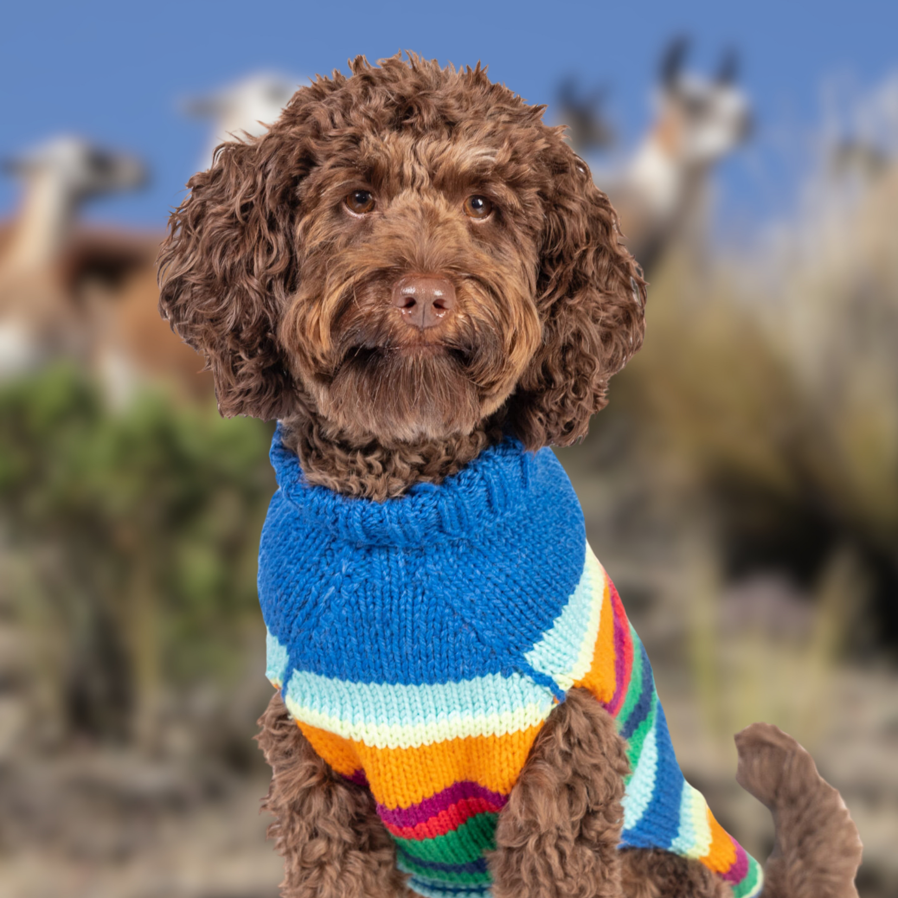 Why Our Handcrafted Wool Dog Sweaters Outshine the Rest
