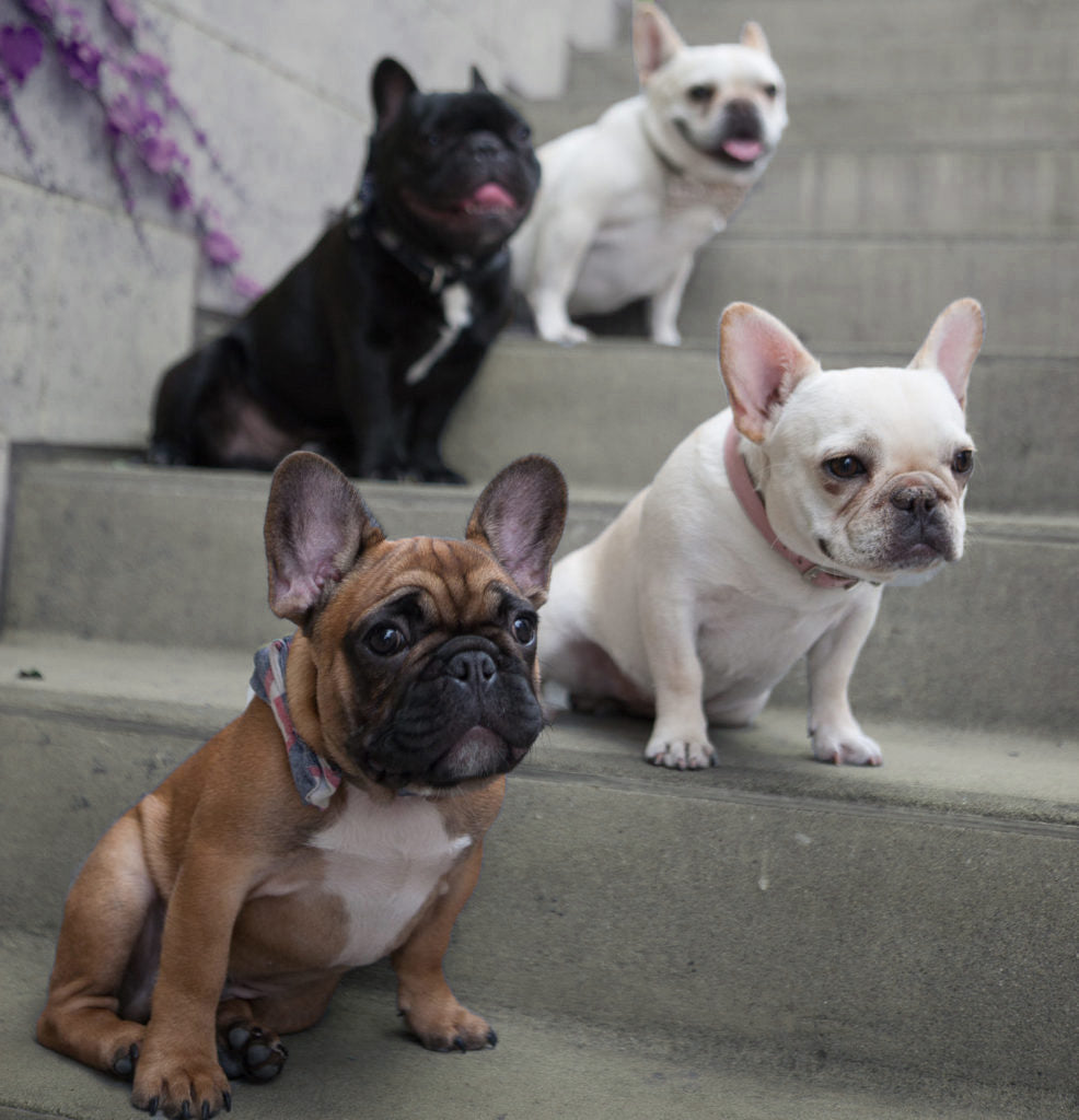 What is the best small breed dog for first-time owners portrait of Boston terriers