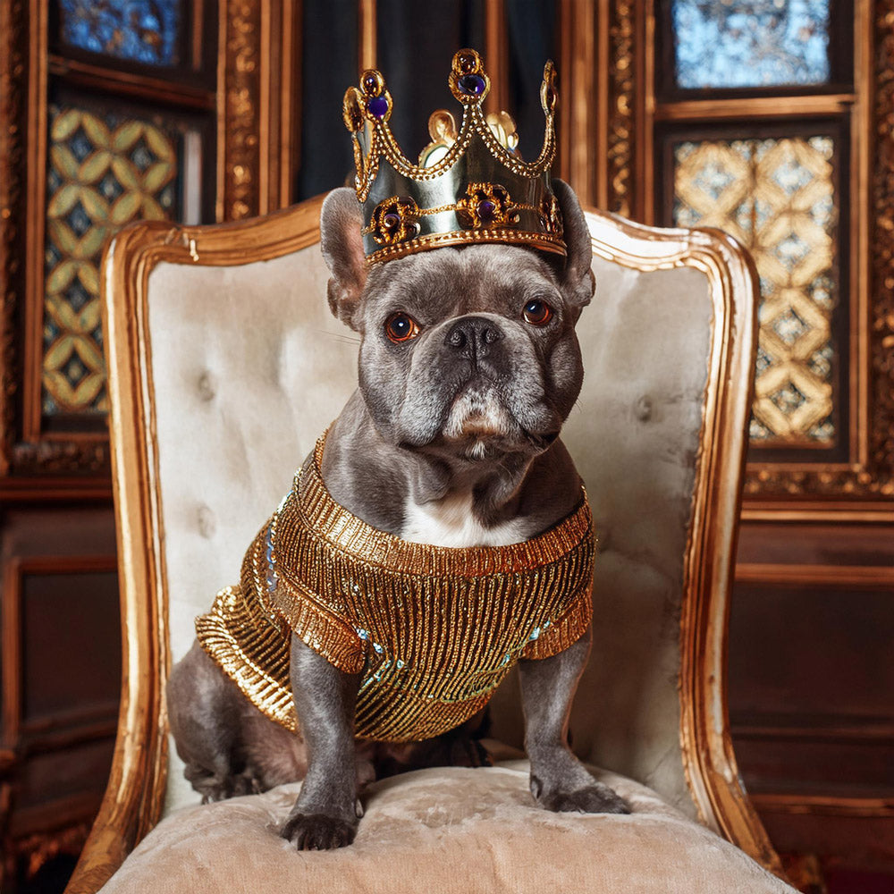 What Dog Breeds Should Wear a Sweater in Cold Weather