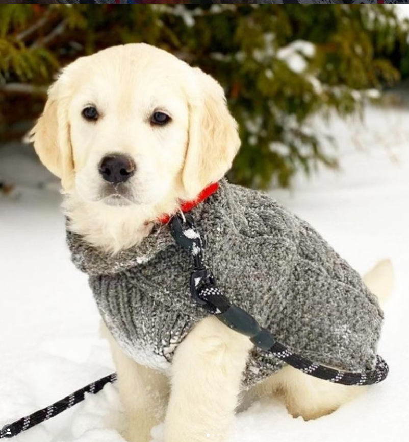 golden retriever puppy in warm wool sweater in snow 