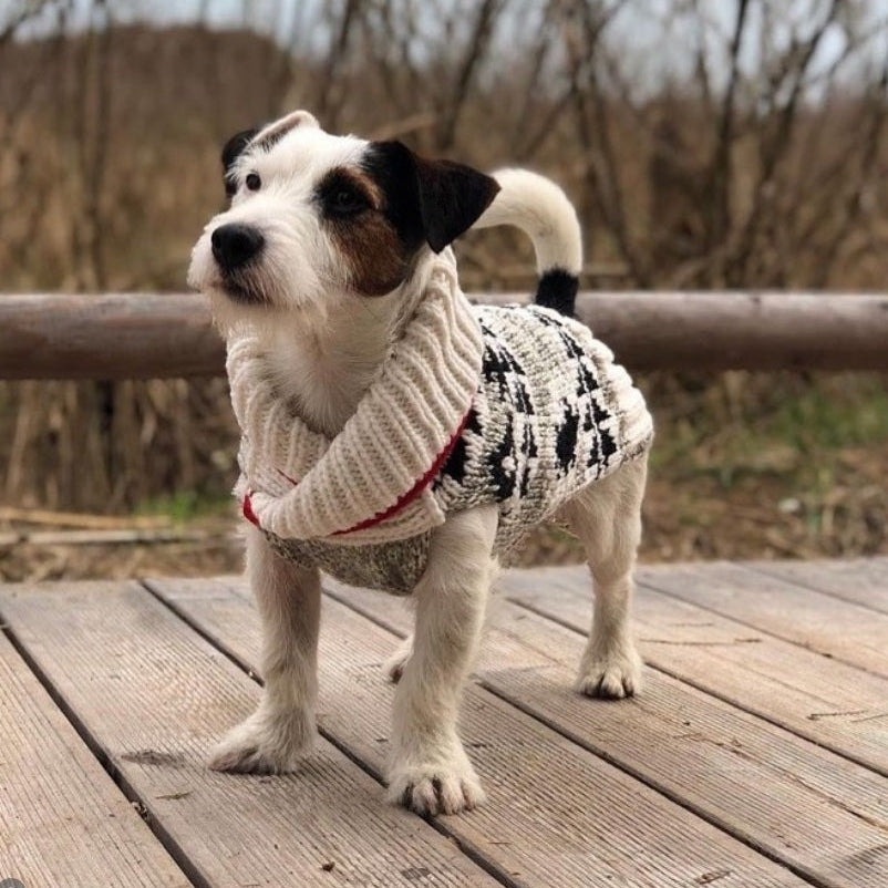Why Wool Dog Sweaters Are Better Than Synthetic Sweaters for Cold Weather