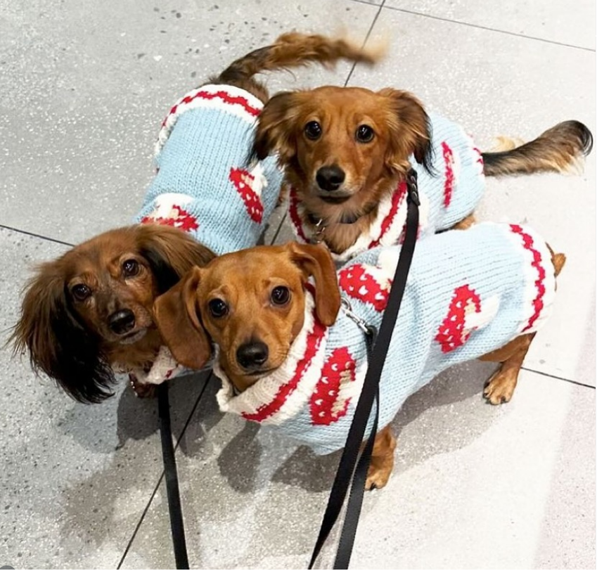 three dachshunds on a leash with light blue matching mushroom dog sweaters
