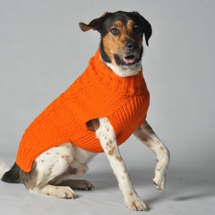 What Temperature Do Dogs Need a Coat or Sweater