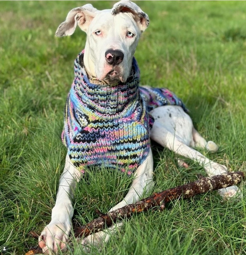 white great dane wearing purple wool sweater