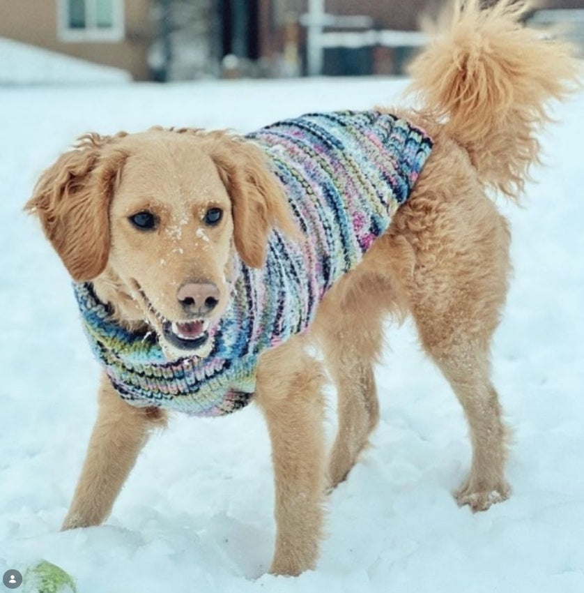 golden retriever in purple wool sweater playing in the snow