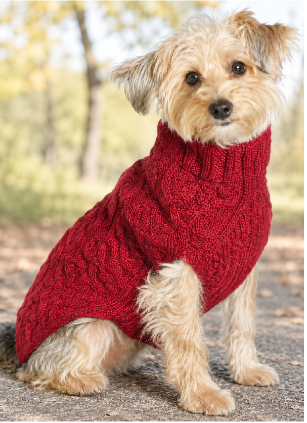 small mixed breed dog wearing a red handknit wool cable dog sweater knit             red woll cableknit dog sweter