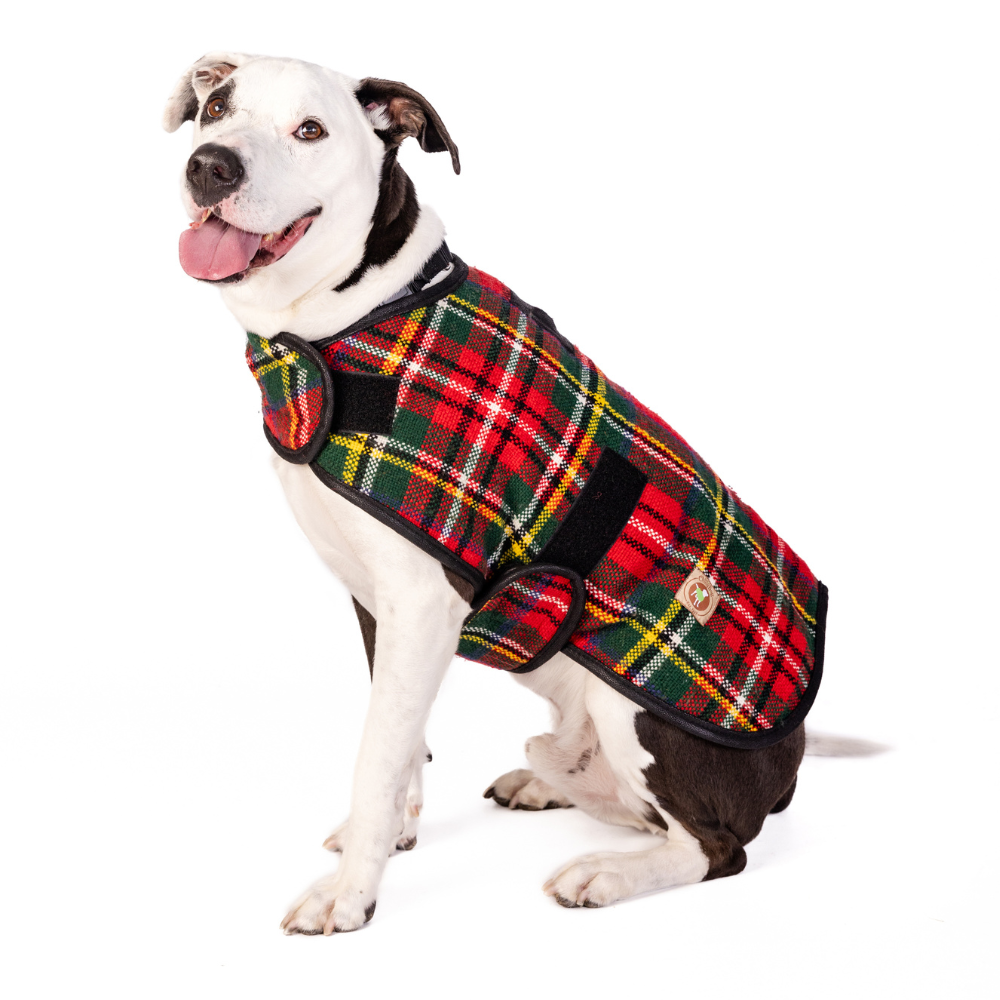 Warmest Dog Coats for Winter | How to Choose the Best Dog Coat