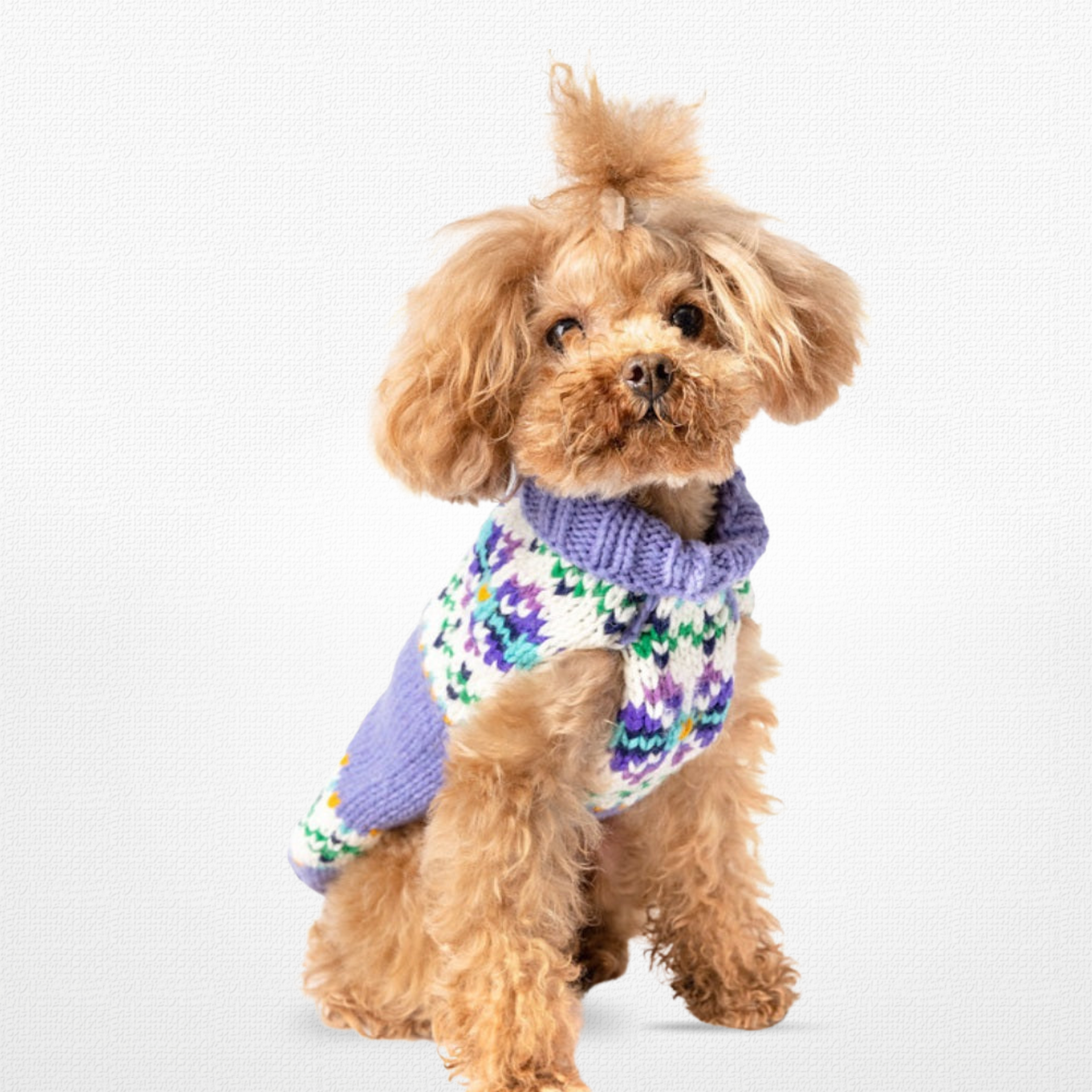 apricot doodle wearing a lavender dog sweater with a fairisle pattern and her hair in a ponytail