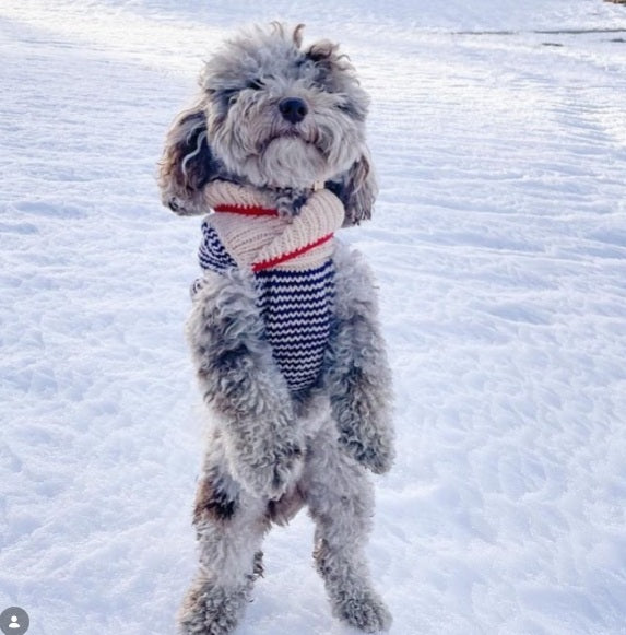 Luxury Dog Sweaters | Why Premium Quality Matters