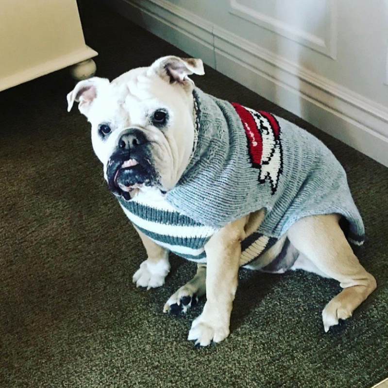 Bulldog wearing a wool dog sweater with grey and white stripes on the chest and a heart on the back