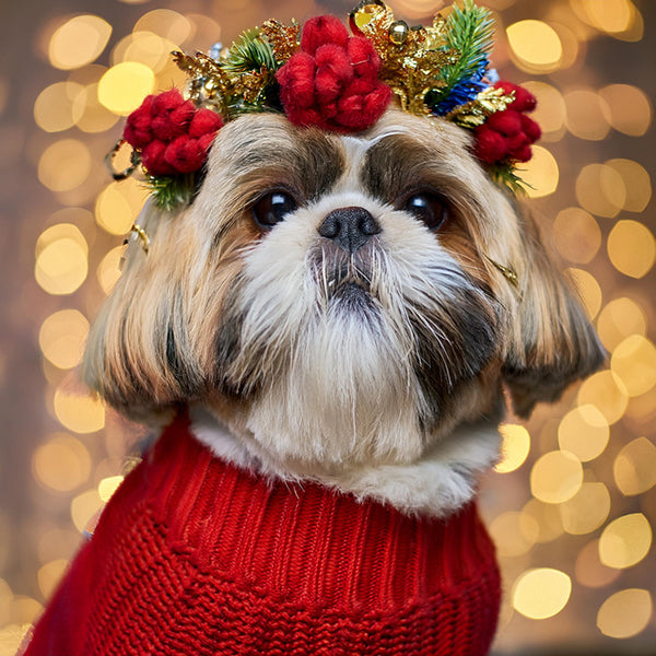 Should My Small Dog Wear a Sweater