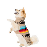 Dog wearing a colorful sweater on a white background