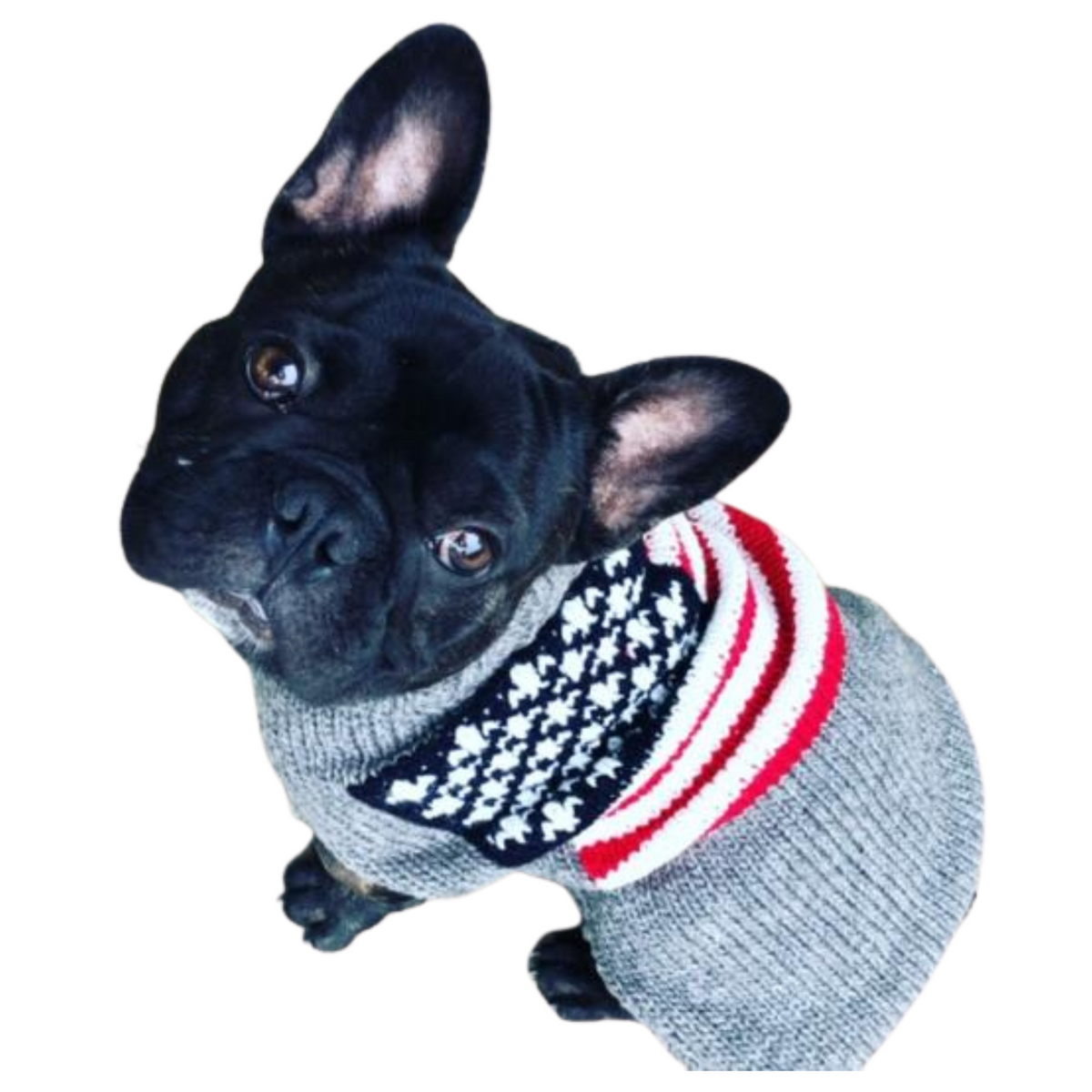 Black dog wearing a gray sweater with a patterned design on a white background