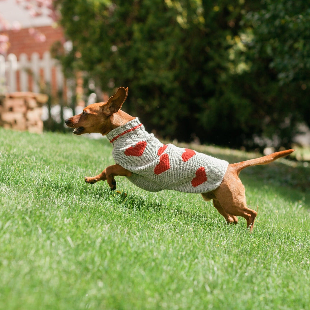 Dog wearing a sweater with red hearts running on grass