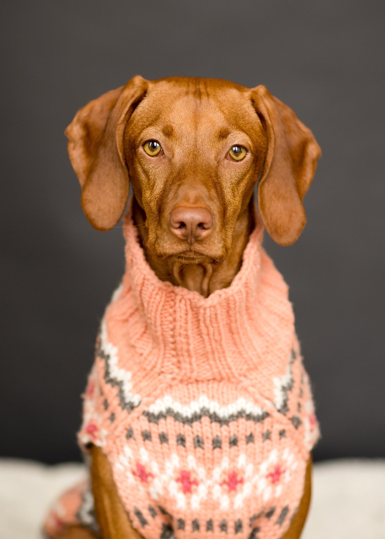 Dog wearing a pink knitted sweater with a black and white pattern on a dark background