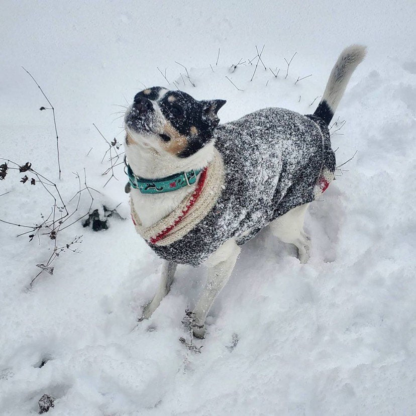 Dog wearing a sweater standing in the snow