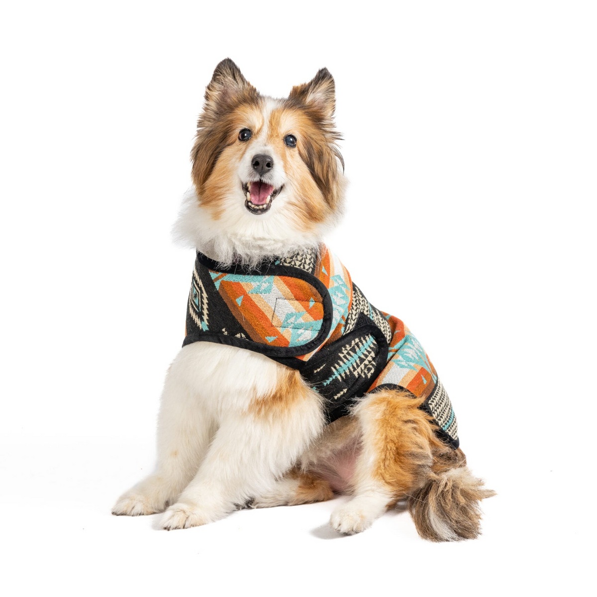 Dog wearing a patterned harness on a white background