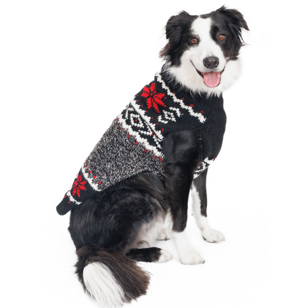 Dog wearing a black and red patterned sweater on a white background