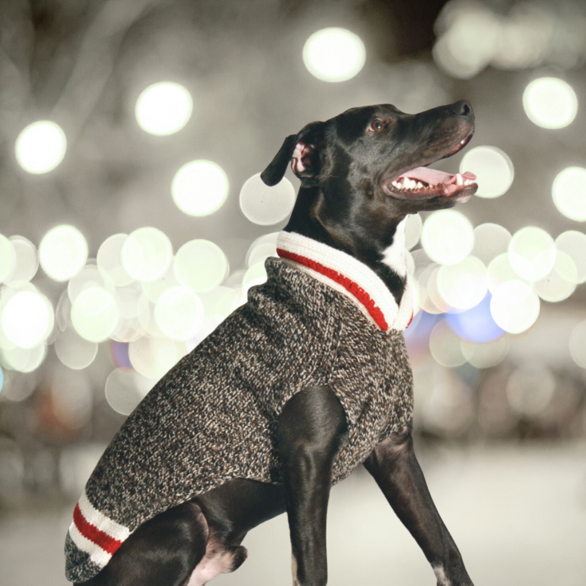 Boyfriend dog sweater blurred background lights