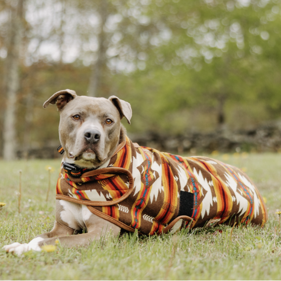 Dog wearing a patterned coat lying on grass with trees in the background