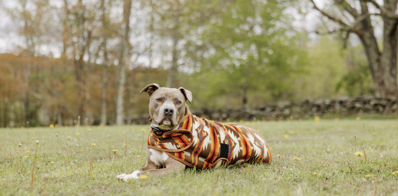 Dog wearing a patterned coat lying on grass with trees in the background