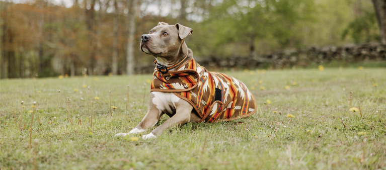 Dog wearing a colorful sweater sitting on a grassy field with trees in the background