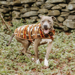 Dog wearing a striped sweater in a forest setting