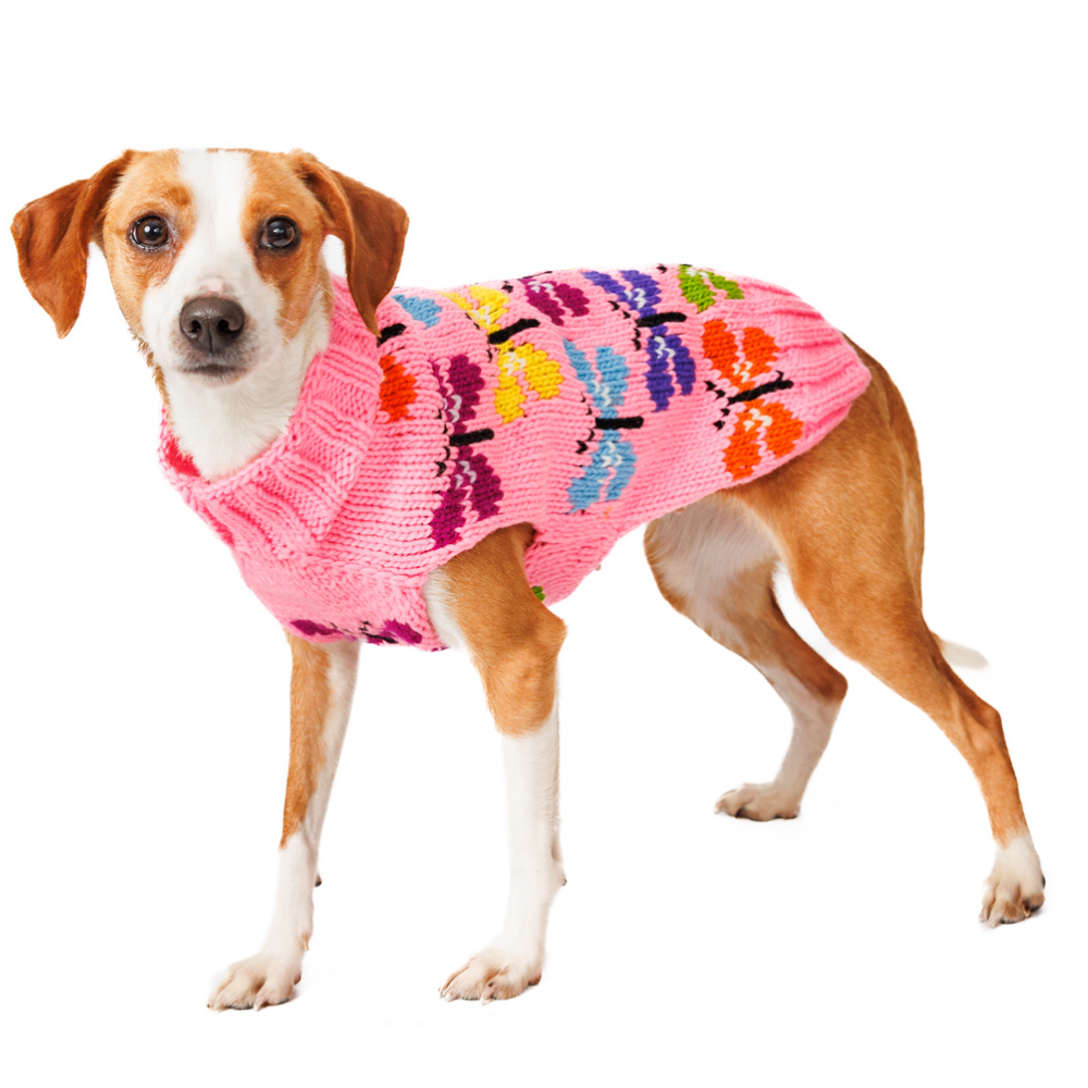 Dog wearing a colorful pink sweater on a white background