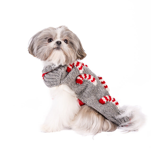 Small dog wearing a gray and red sweater on a white background
