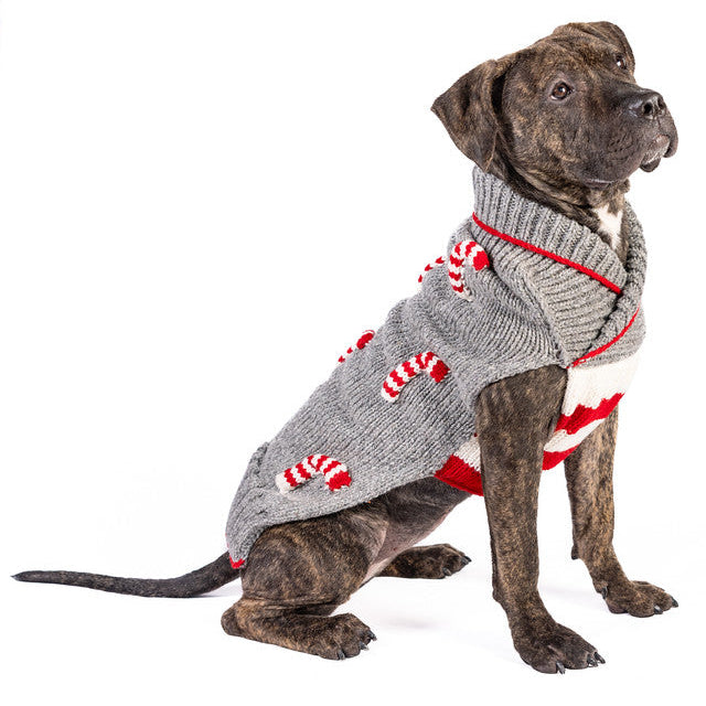 Dog wearing a gray sweater with red accents on a white background