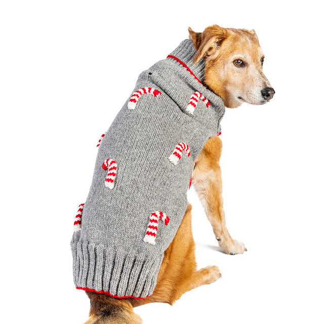 Dog wearing a gray sweater with candy cane patterns on a white background