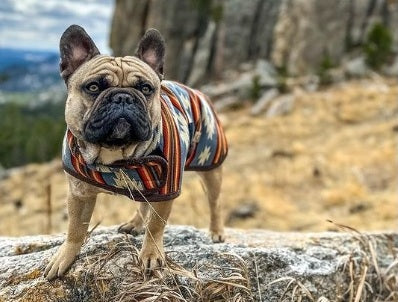 Dog wearing a colorful sweater standing on a rock with a mountainous background
