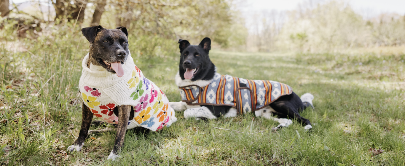 Two dogs wearing colorful coats standing in a grassy field.