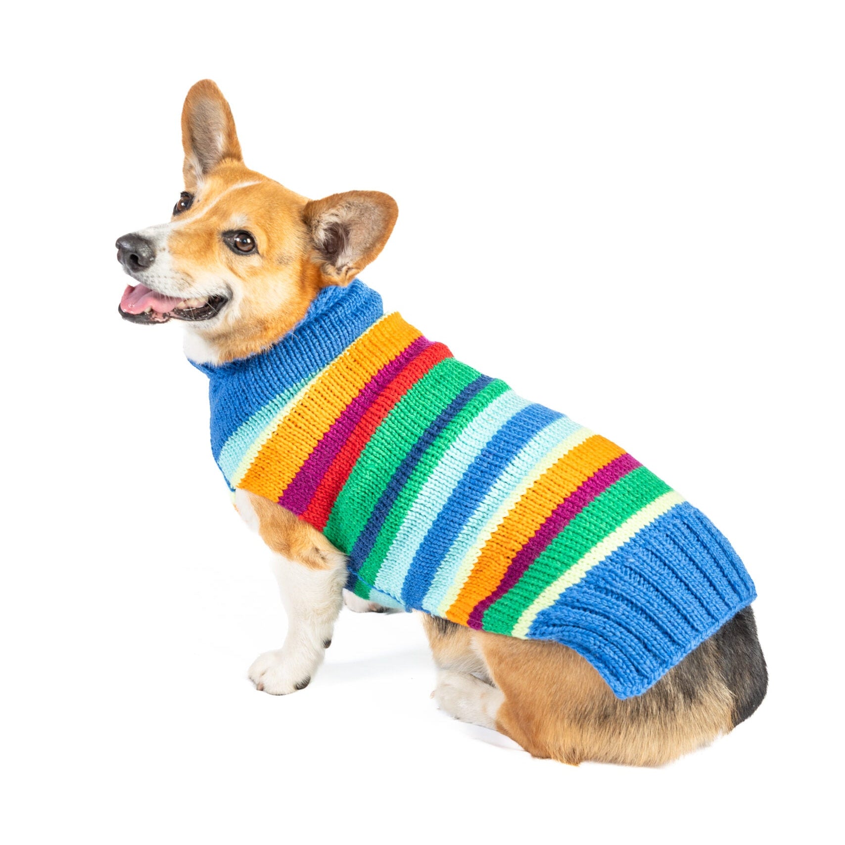 Dog wearing a colorful striped sweater on a white background