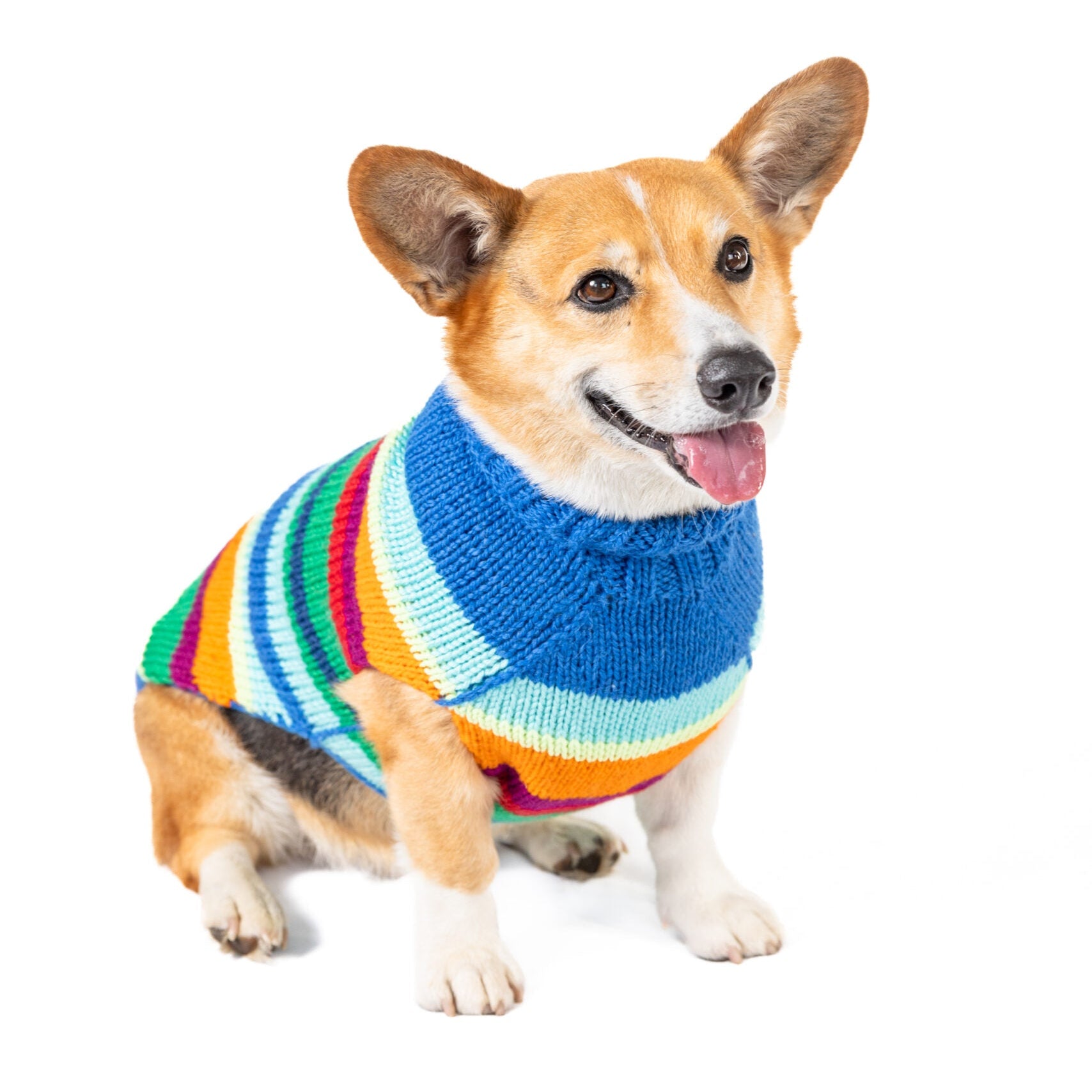 Dog wearing a colorful striped sweater on a white background