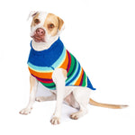 Dog wearing a colorful striped sweater on a white background